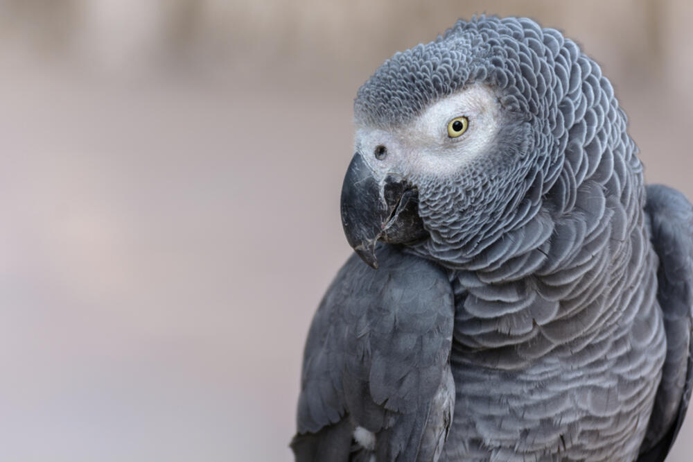 Afrički sivi papagaj: Ilustracija, Foto: Shutterstock