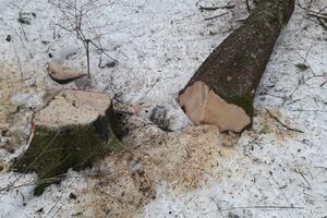 Demokrate podnijele prijavu zbog sječe stabala na Žabljaku
