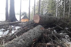 sječa stabala na Crnom jezeru: Ekolozi traže hitnu smjenu Pajovića