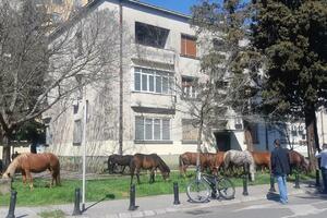 Krdo divljih konja luta centrom Podgorice