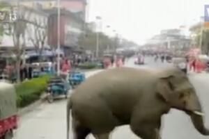 VIDEO Neobična scena u Kini: Kad gradom prošeta najveći slon Azije