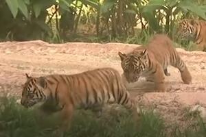 VIDEO PRIČA Upoznajte tri mladunčeta sumatranskog tigra