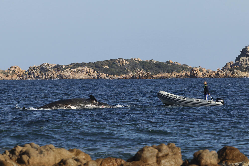 Kit na obalama Sardinije, Foto: SEAME Sardinia Onlus