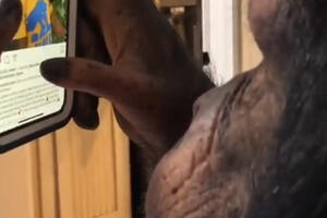 Šimpanza koji surfuje Instagramom osvojio internetska srca
