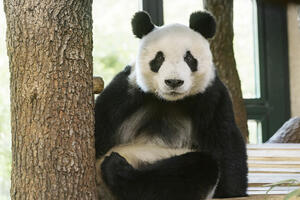 "Panda diplomatija": Upoznajte novog člana zoološkog vrta u Beču
