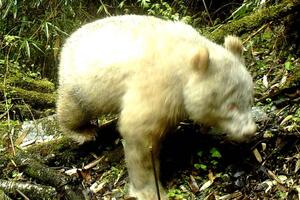 Prvi put snimljena džinovska albino panda