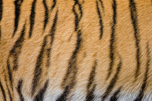 Tigrova koža