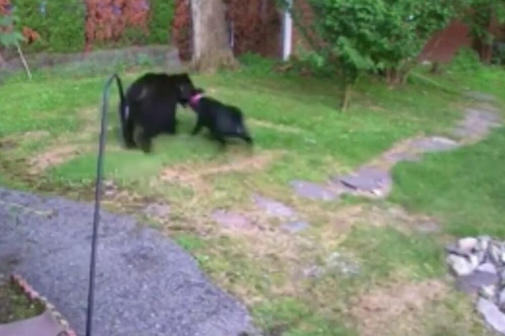 Pas tjera medvjeda iz dvorišta, Foto: Screenshot/Youtube