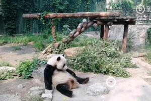 Turiste sada svi osuđuju: Gađali kamenjem pande kako bi ih...