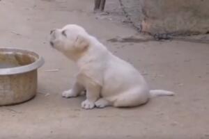 VIDEO Ovako izgleda kad pas odraste sa kokoškama