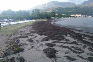 Herceg Novi: Sa plaža očistili nekoliko tona murave