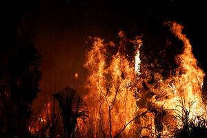 Šumski požari: Šteta koja se ne može popraviti