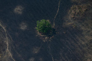 Bolsonaro uveo dvomjesečnu zabranu spaljivanja šuma