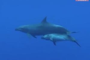 Pogledajte: Delfin usvojio mladunče kita