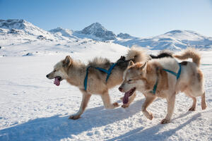 Grenlandski pas ugrožen zbog topljenja snijega