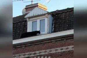 VIDEO Crni panter prošetao krovovima u francuskom gradu