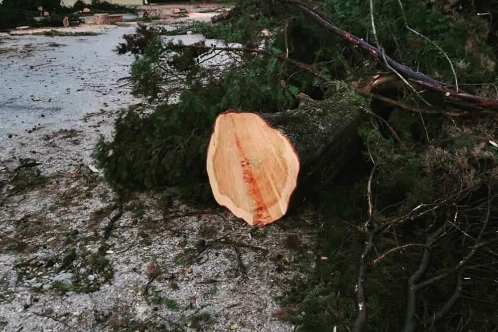 Uprava tvrdi da su stabla bila “bolesna”: Juče ispred OŠ “Njegoš”, Foto: TV Vijesti