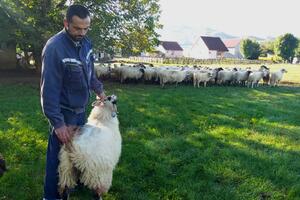 Psi napali stado porodice Simunović, zaklana jedna ovca
