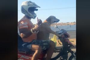 Samo u Brazilu: Pas za volanom i pun gas [VIDEO]