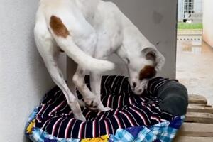 VIDEO Ovaj pas se u podgoričkom azilu prvi put susreo s krevetom