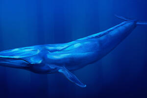 Prvi put mjerili otkucaje srca plavog kita dok traži hranu
