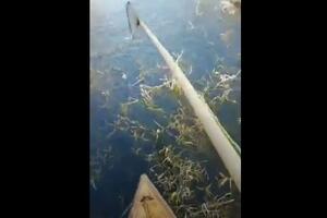 Novi snimak krivolova na Skadarskom jezeru: Strujom love ukljevu