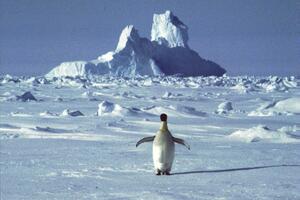 VIDEO Novi rekord: Na Antarktiku izmjerena najviša temperatura...