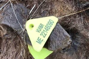 Nikšić: Uginule koze i psi u rejonu Studenačkih glavica