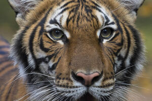 Tigrica u zoološkom vrtu u Njujorku pozitivna na koronavirus
