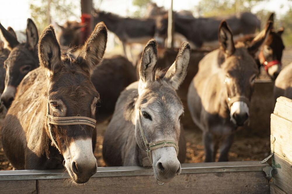 Na farmi u Martinićima danas živi trećina crnogorske populacije magaraca, Foto: Privatna arhiva