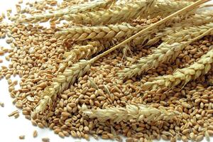 Vlada neće da kaže po kojoj cijeni je kupila pšenicu