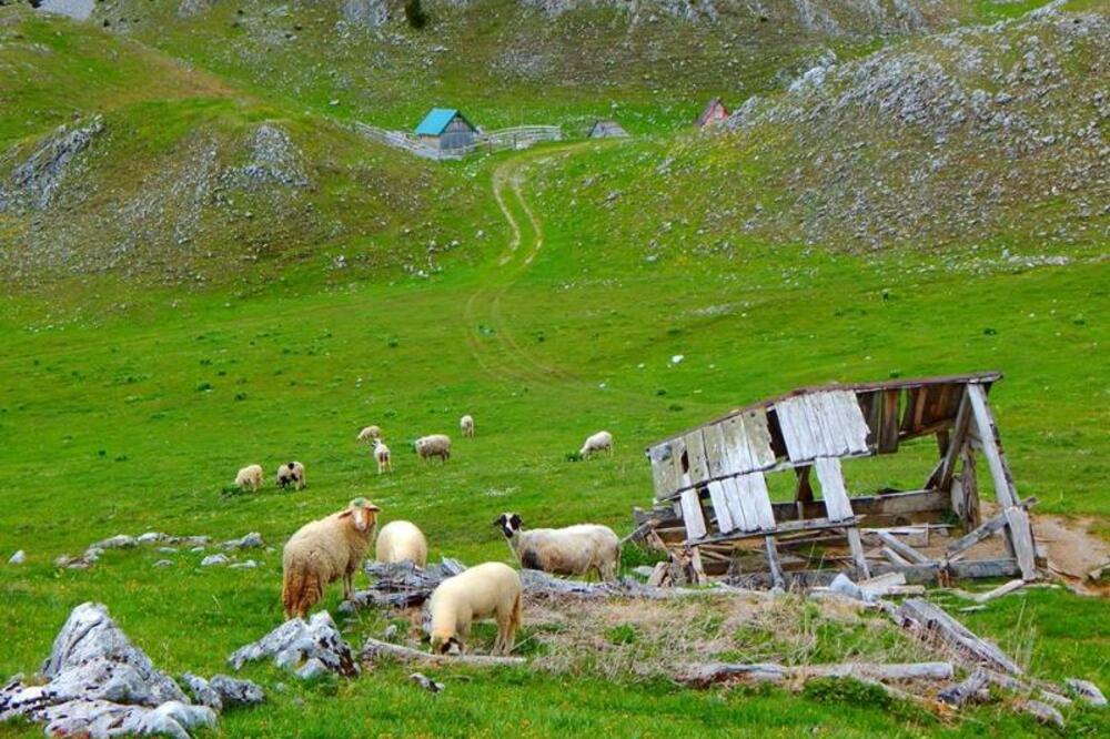 Sinjajevina, Foto: Građanska inicijativa "Sačuvajmo Sinjajevinu"