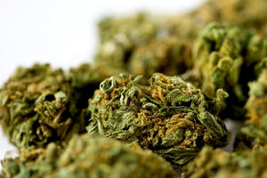 U stanu u Podgorici pronađeno 6,7 kilograma marihuane, uhapšen...