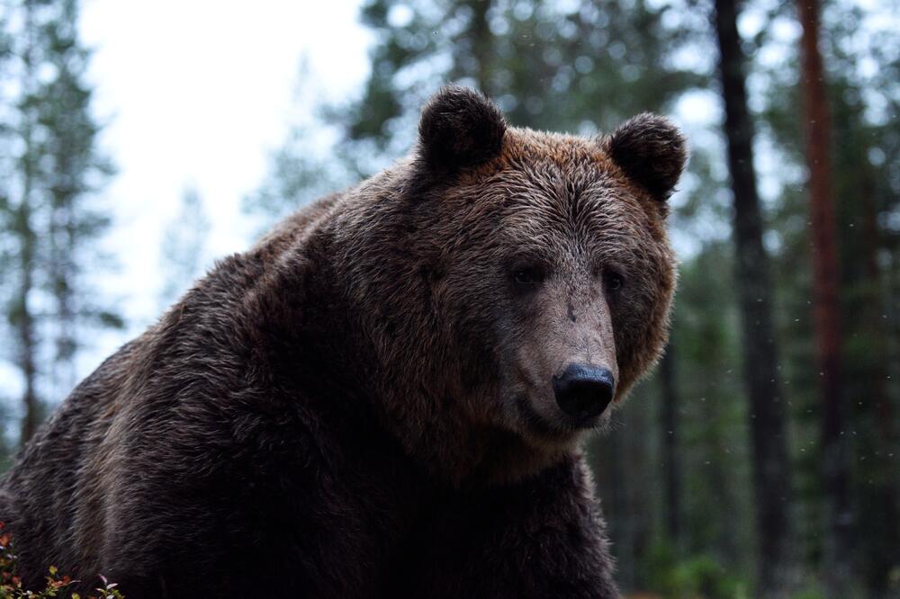 Ilustracija, Foto: Shutterstock