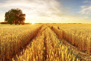 Da li je država prodala pšenicu iz Francuske?