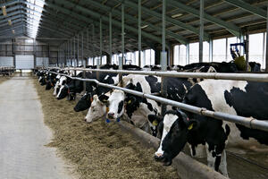 Uzgoj stoke i proizvodnja mlijeka i jaja u velikom padu