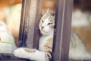 Iz zatvora u Šri Lanki pobjegao neobičan zatvorenik - mačka koja...