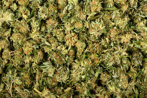 Albanska policija zaplijenila 370 kilograma marihuane na putu ka...