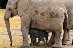 Stigao je Zoom: Uživo prenošeno rađanje slončeta