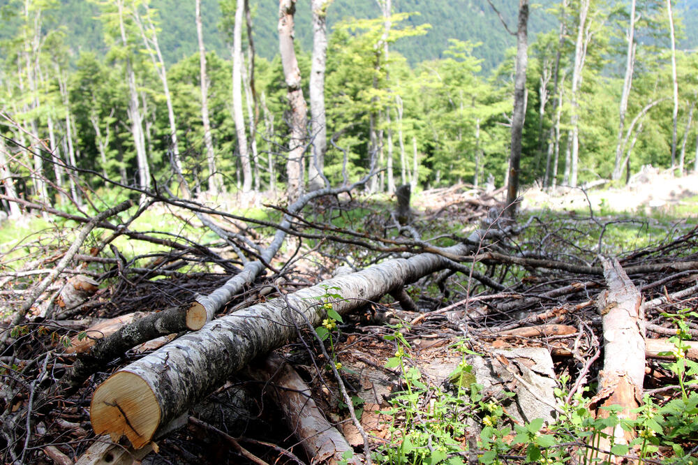 Tvrde da se šuma u andrijevičkom kraju nemilosrdno siiječe, Foto: Arhiva Vijesti