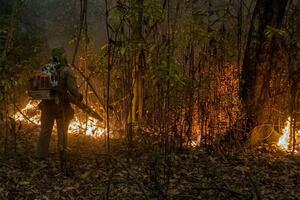 U fotografijama: Šumski požari opustošili najveću svjetsku močvaru
