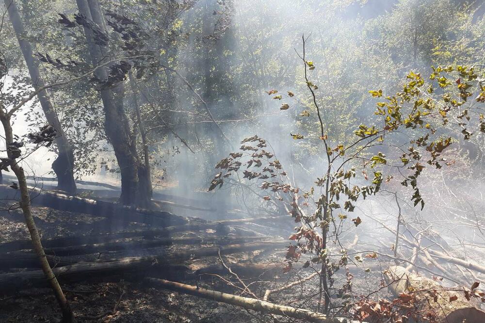 Ogromna šteta pričinjena bukovoj šumi, Foto: Služba zaštite i spašavanja Kolašin