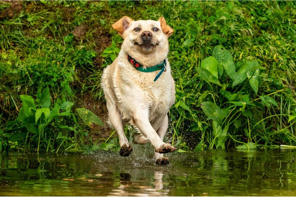 „Mama, vidi - mogu da hodam po vodi" ', Foto: John Carelli/Mars Petcare Comedy Pet Photo Awards