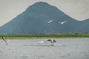 Budućnost pelikana na Skadarskom jezeru zavisi od nas
