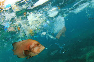 Sve manje ribe u moru plastike