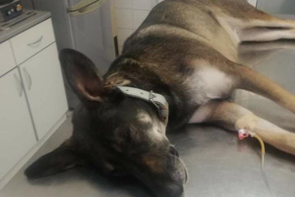 Jedan od pasa koji je otrovan nedavno u Podgorici, Foto: Facebook