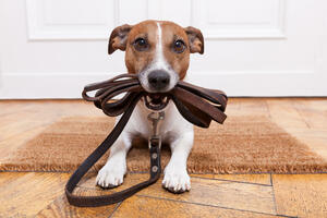 Ogrlice mogu da budu opasne po pse, evo kako da eliminišete rizik...