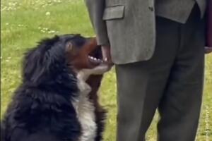 VIDEO Pas predsjednika Irske ukrao šou