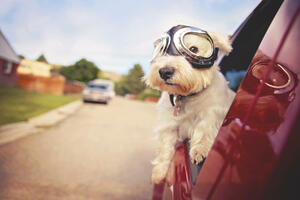 Sigurnost psa u vozilu: Sedam opasnosti po život vas i vašeg...