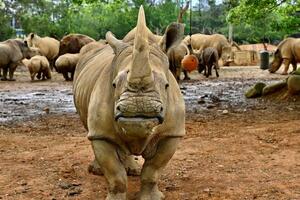 Ženka bijelog nosoroga stigla u Japan u potrazi za partnerom